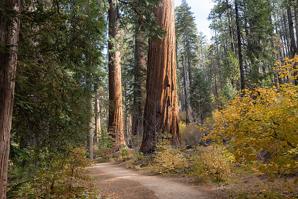 Evening Walk at Calaveras Big Tree
