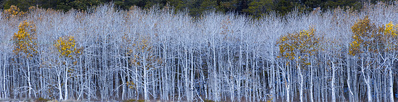 Aspens Ready For Winter