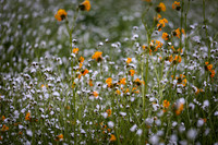 Homer Ranch Wildflowers