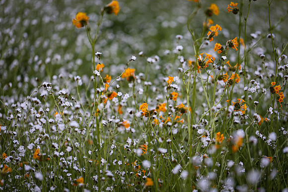 Homer Ranch Wildflowers
