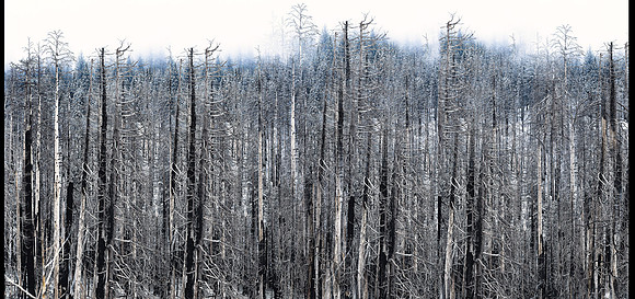 Fire Remnants