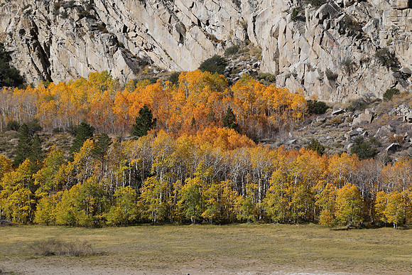 Fall Colors Eastern Sierras