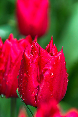 Red Tulips After the Rain