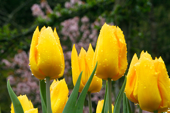 Yellow Tulips After the Rain