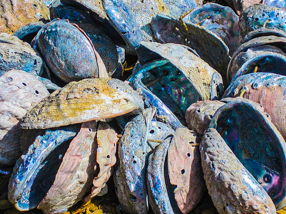 Abalone Shells