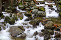 Yosemite Stream