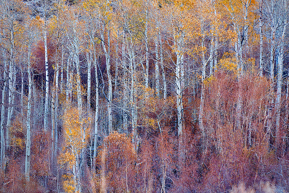 Eastern Sierras Fall Aspens