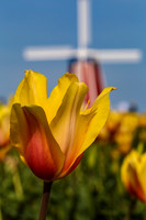 Tulip at Wooden Shoe