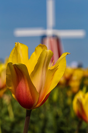 Tulip at Wooden Shoe