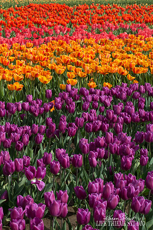 Rainbow of Tulips