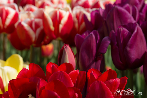 Bouquet of Tulips