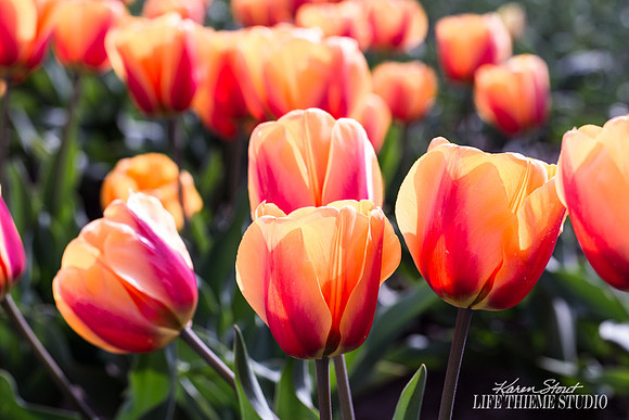 Tulips