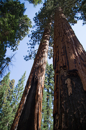 Sequoia & Kings Canyon-65