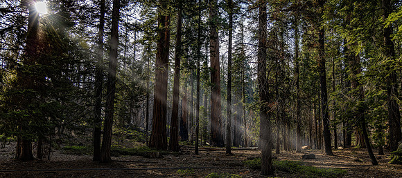 Light Through The Trees at Trail of 100 Giants